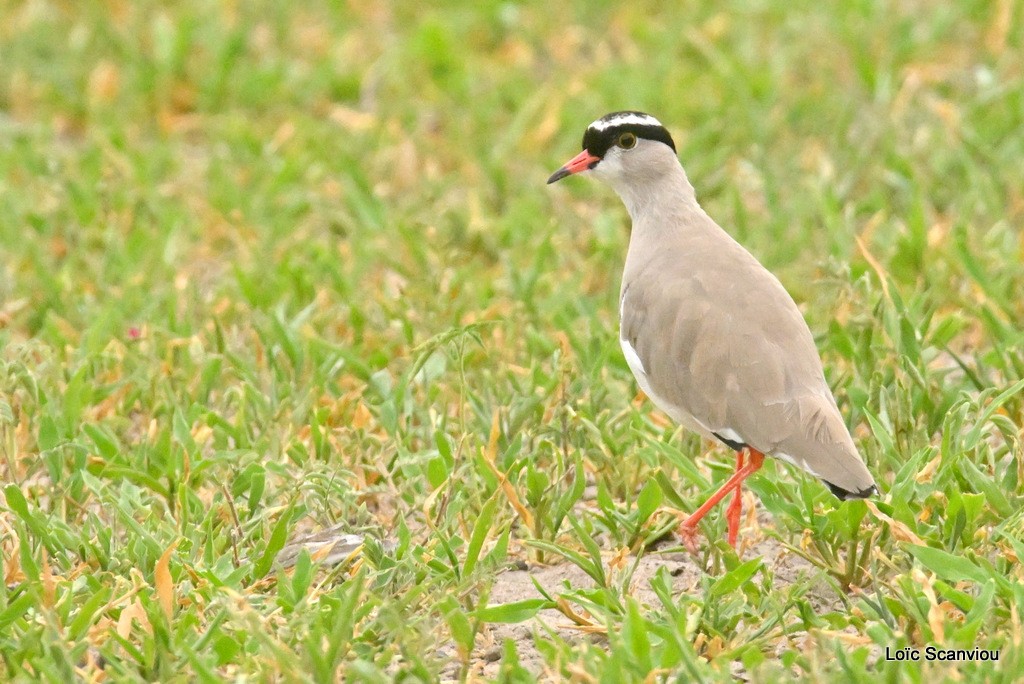 Vanneau couronné/Crowned Lapwing