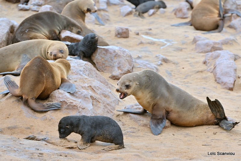 Otarie à fourrure d'Afrique du Sud/Cape Fur Seal (5)