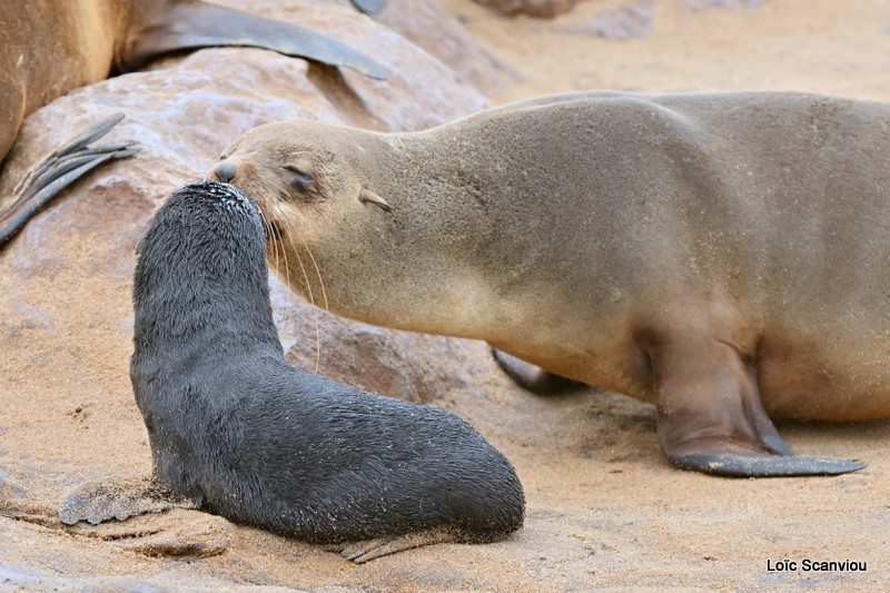 Otarie à fourrure d'Afrique du Sud/Cape Fur Seal (4)