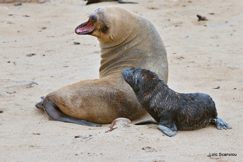 Otarie à fourrure d'Afrique du Sud/Cape Fur Seal (3)