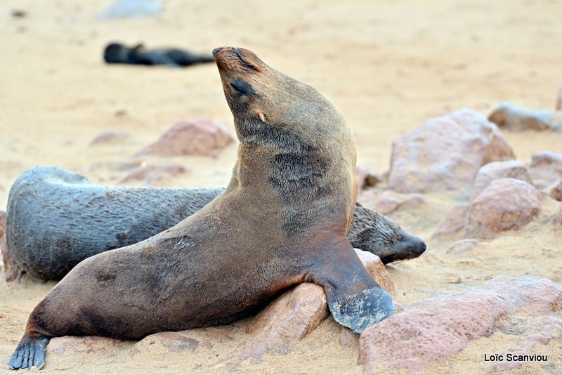 Otarie à fourrure d'Afrique du Sud/Cape Fur Seal (2)