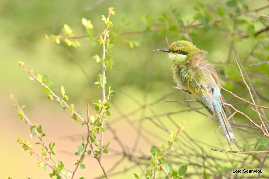 Guêpier à queue d'aronde/Swallow-tailed Bee-eater