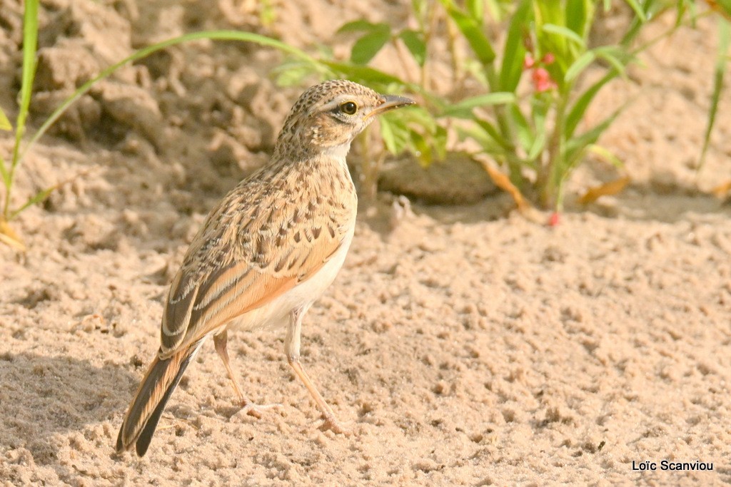 Alouette fauve/Fawn-coloured Lark