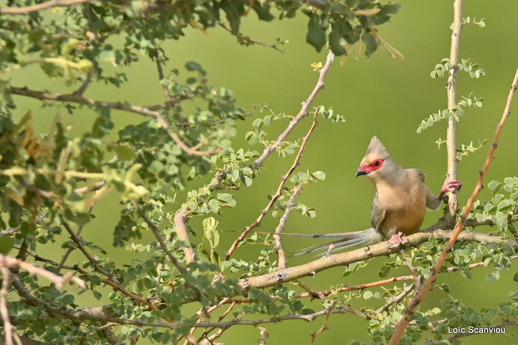 Coliou quiriva/Red-faced Mousebird