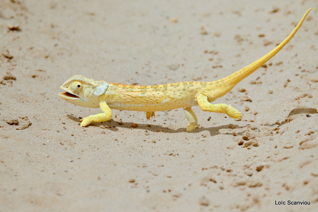 Caméléon bilobé/Flap-necked Chameleon (2)