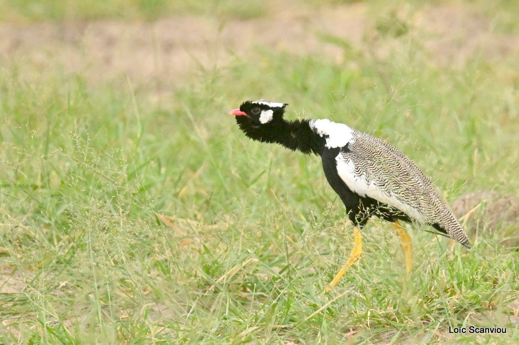 Outarde à miroir blanc/Northern Black Korhaan