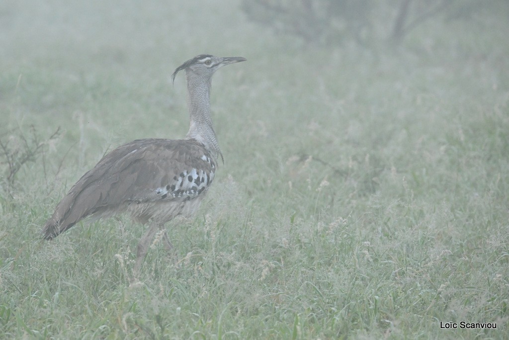 Outarde kori/Kori Bustard