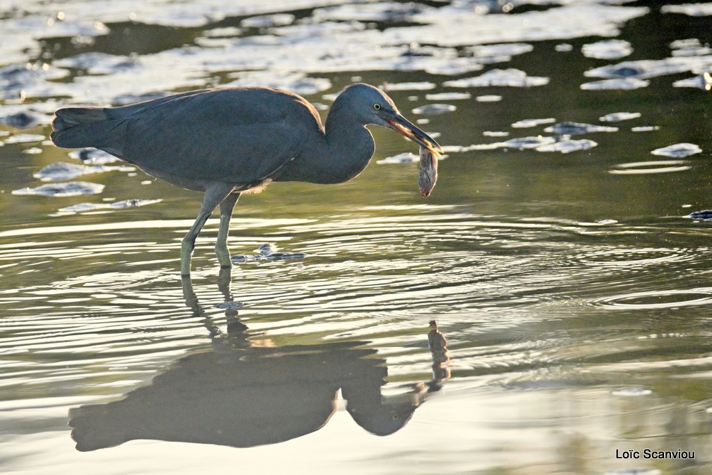 Aigrette sacrée/Pacific Reef-Heron (1)