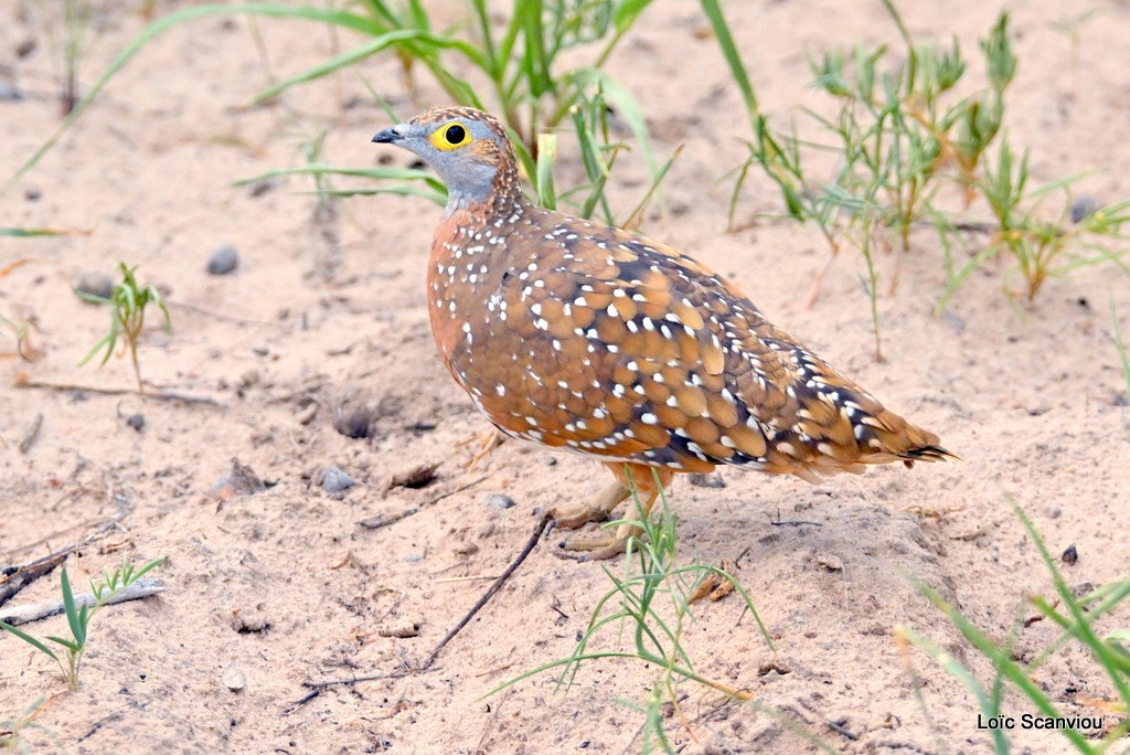 Ganga de Burchell/Burchell's Sandgrouse