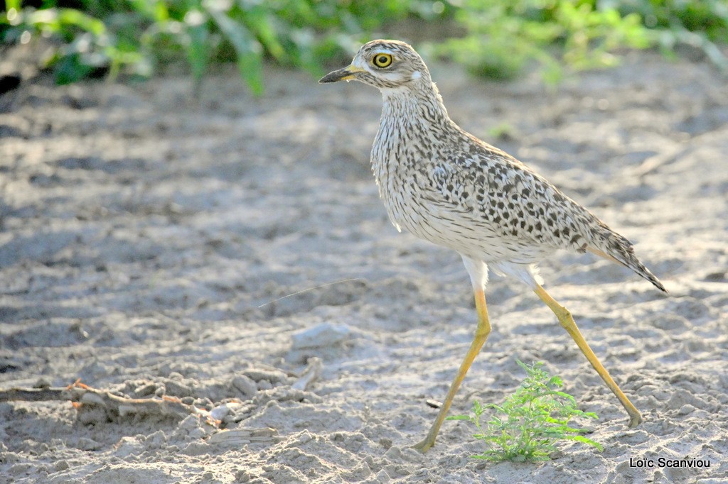 Oedicnème tachard/Spotted Thick-knee