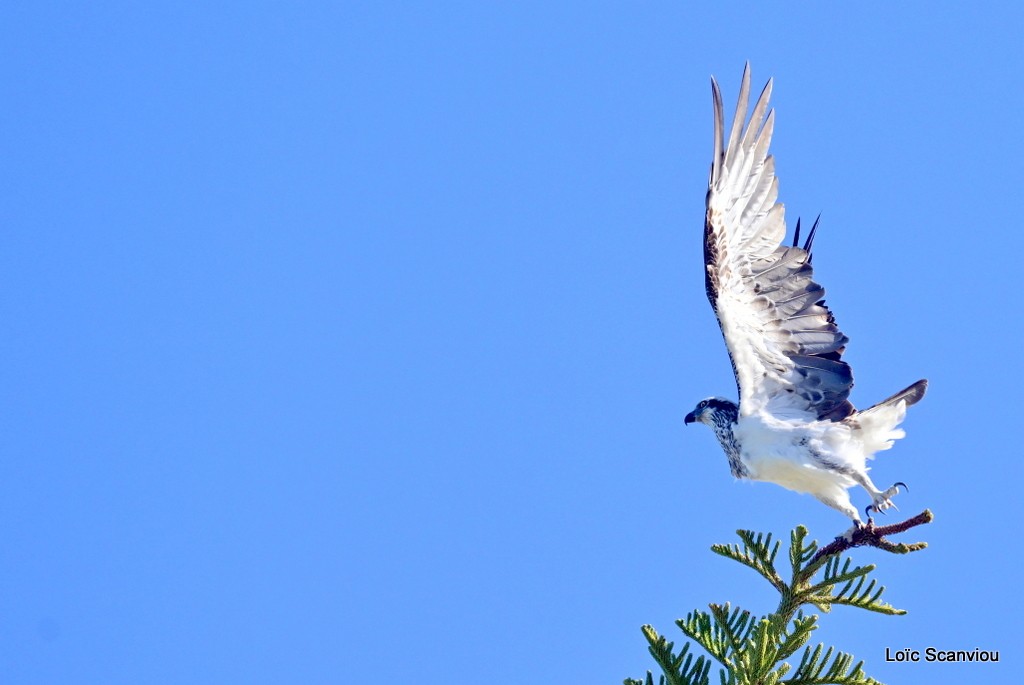 Balbuzard pêcheur/Australian Osprey