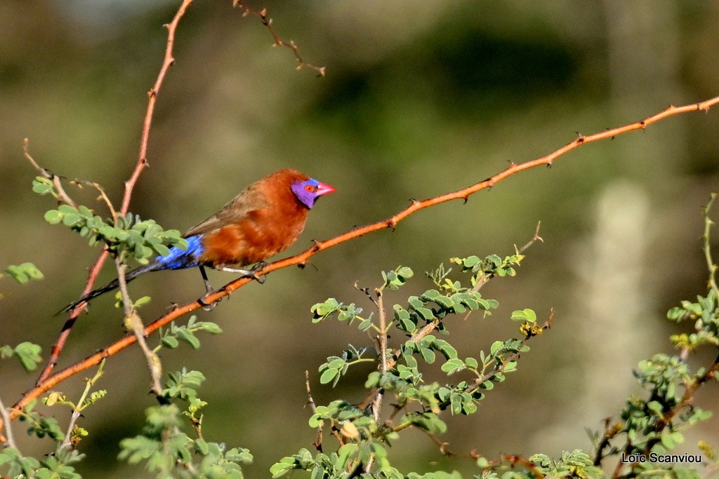 Cordonbleu grenadin/Violet-eared Waxbill