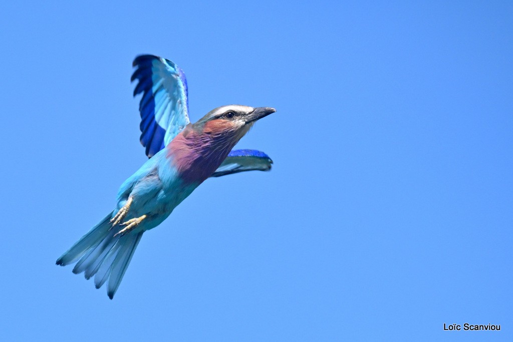 Rollier à longs brins/Lilac-breasted Roller