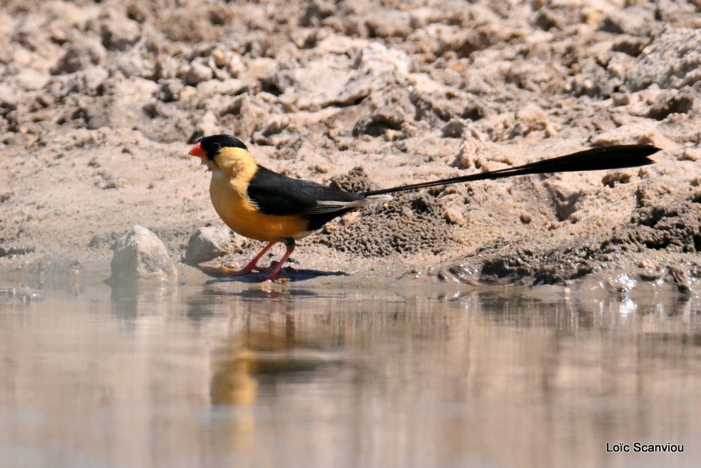 Veuve royale/Shaft-tailed Whydah