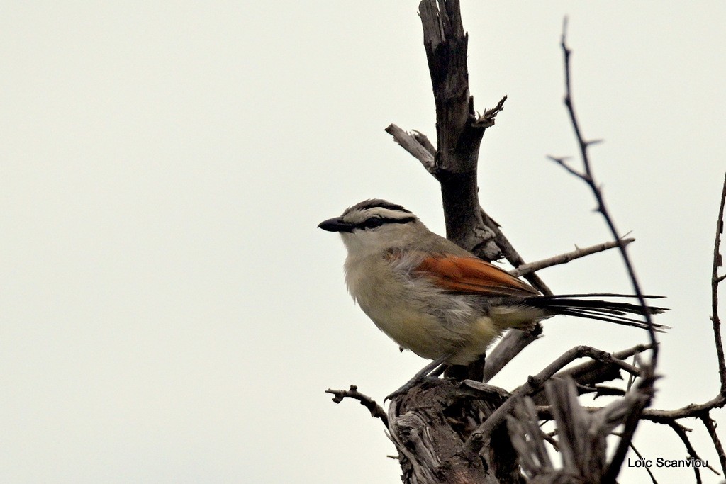 Pie-griche écorcheur/Red-backed Shrike