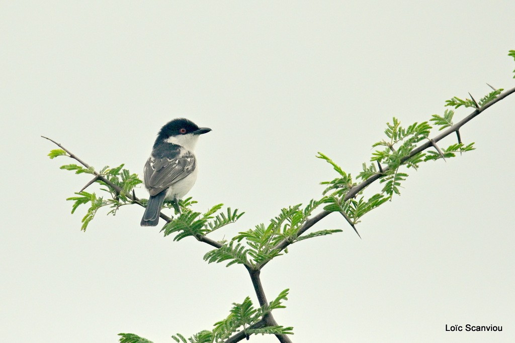 Cubbla boule-de-neige/Black-backed Puffback (2)