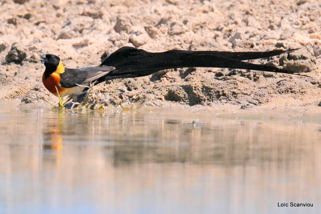 Veuve de paradis/Long-tailed Paradise-Whydah