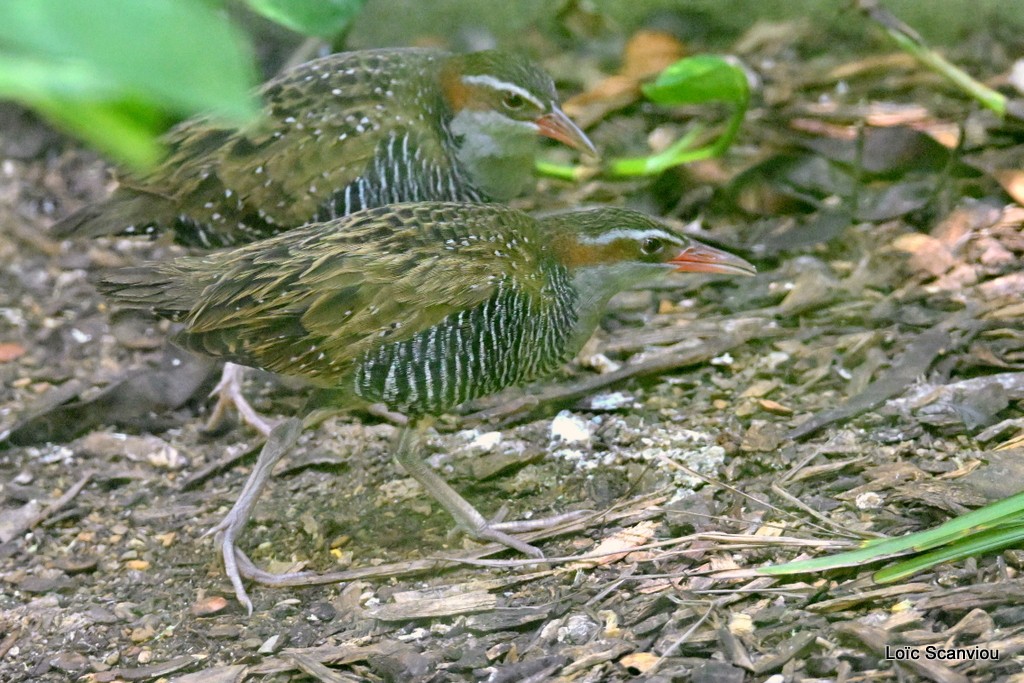 Râle tiklin/Buff-banded Rail (1)