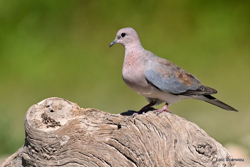 Tourterelle maillée/Laughing Dove