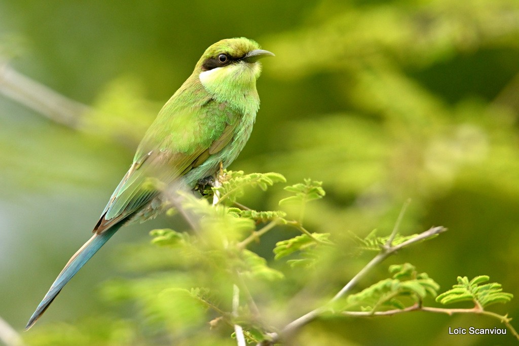 Guêpier à queue d'aronde/Swallow-tailed Bee-eater