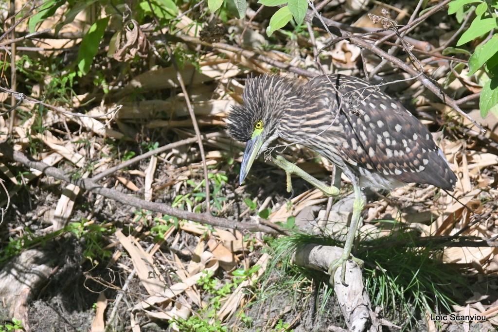 Bihoreau cannelle juvénile/Rufous Night-Heron (2)