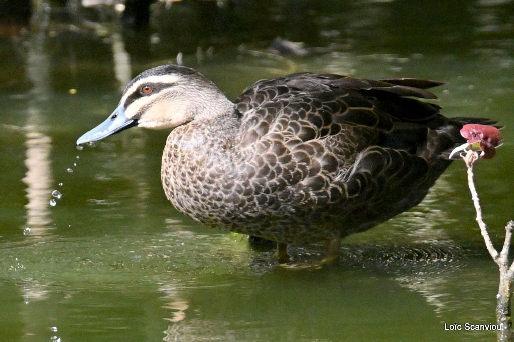 Canard à sourcils/Pacific Black Duck