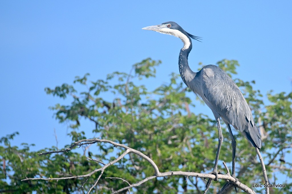 Héron mélanocéphale/Black-headed Heron