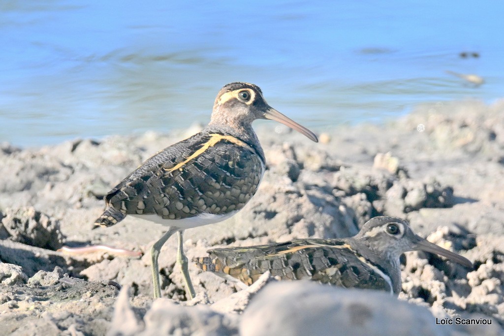 Rhynchée peinte/Greater Painted-Snipe