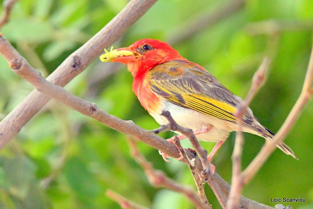 Tisserin écarlate/Red-headed Weaver