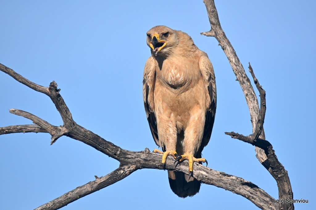 Aigle ravisseur/Tawny Eagle (1)