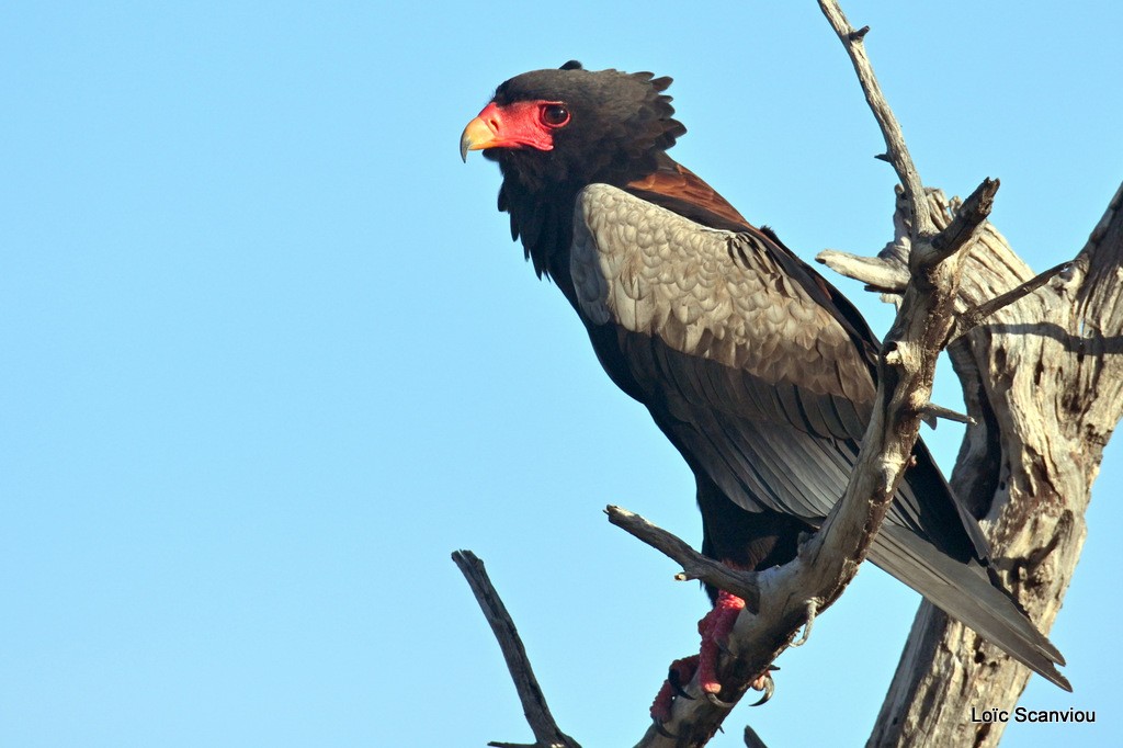 Bateleur des savanes/Bateleur