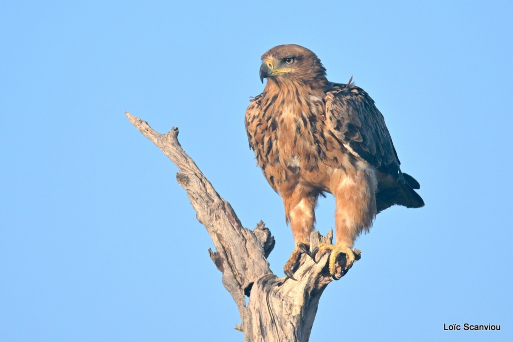 Aigle ravisseur/Tawny Eagle (2)