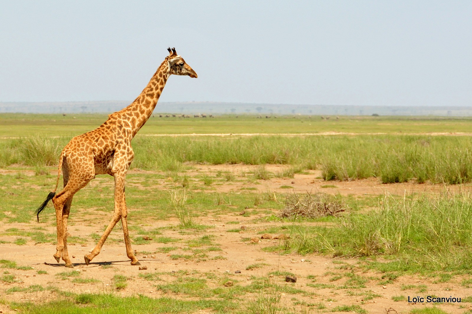 Girafe masaï/Maasaï Giraffe (1)