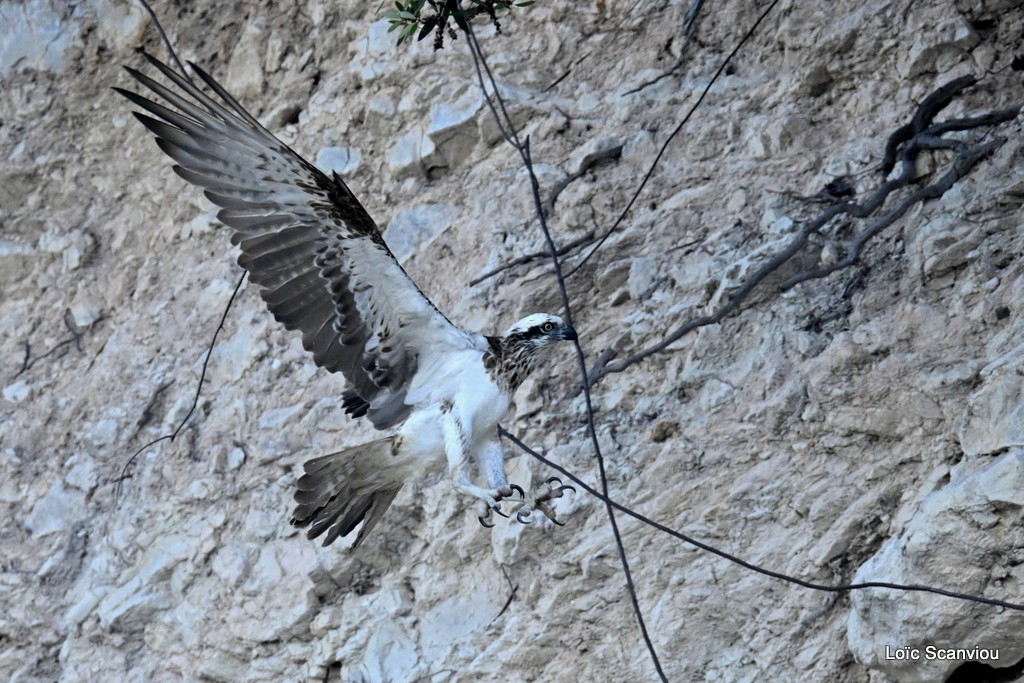 Balbuzard pêcheur/Osprey (1)