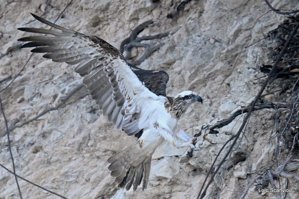 Balbuzard pêcheur/Osprey (2)