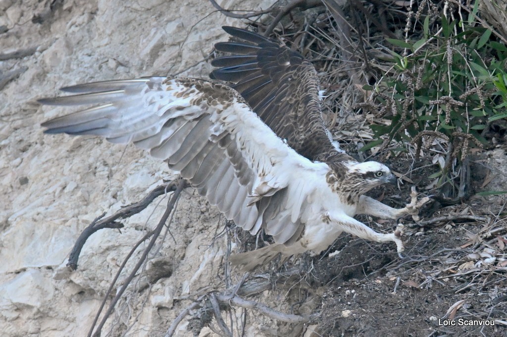 Balbuzard pêcheur/Osprey (3)