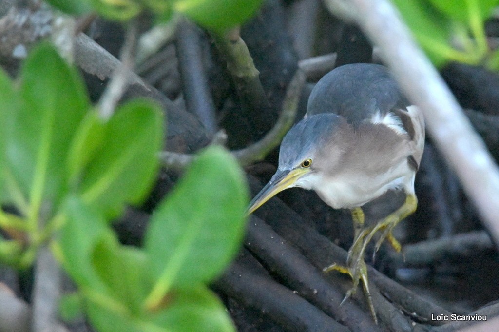 Blongios nain/Little Bittern (1)