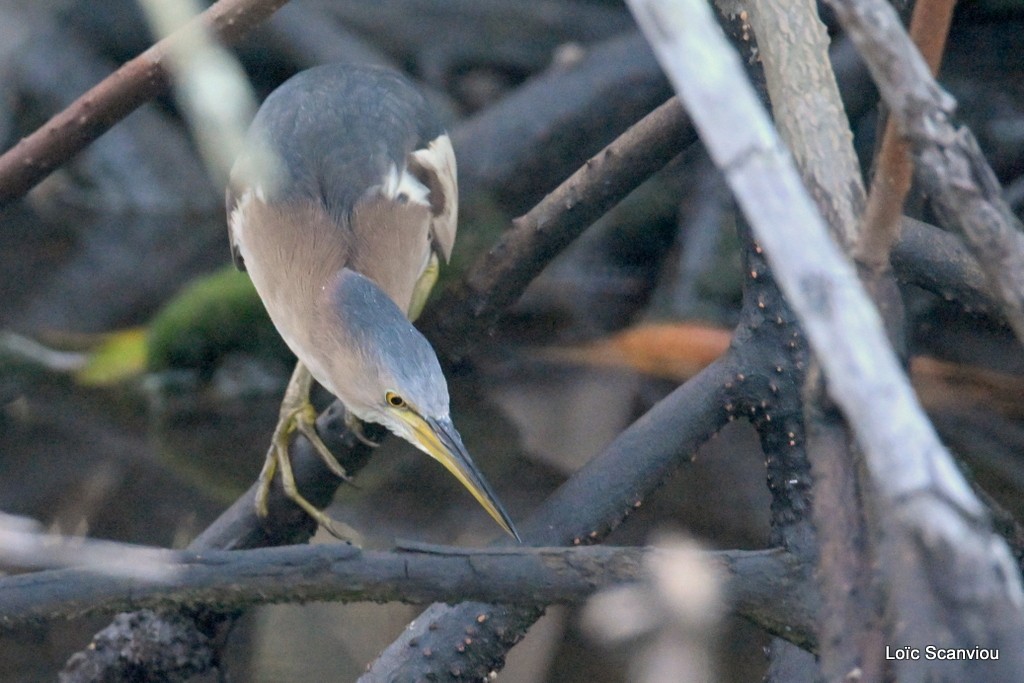 Blongios nain/Little Bittern (2)