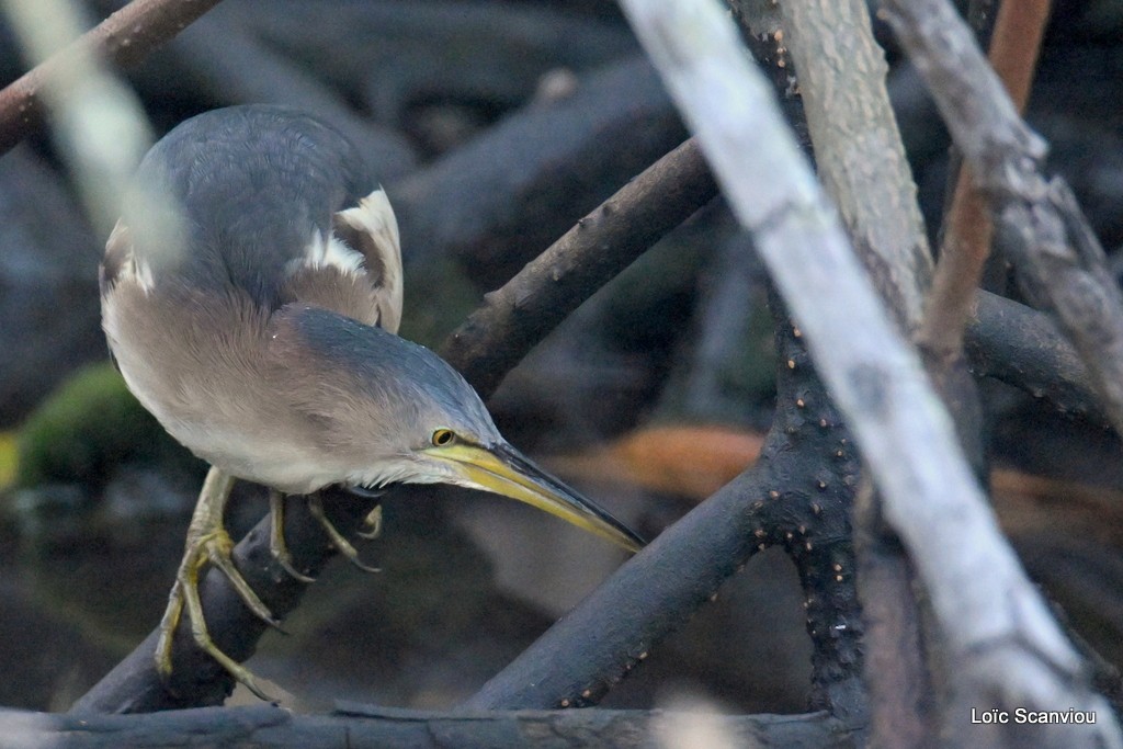 Blongios nain/Little Bittern (3)