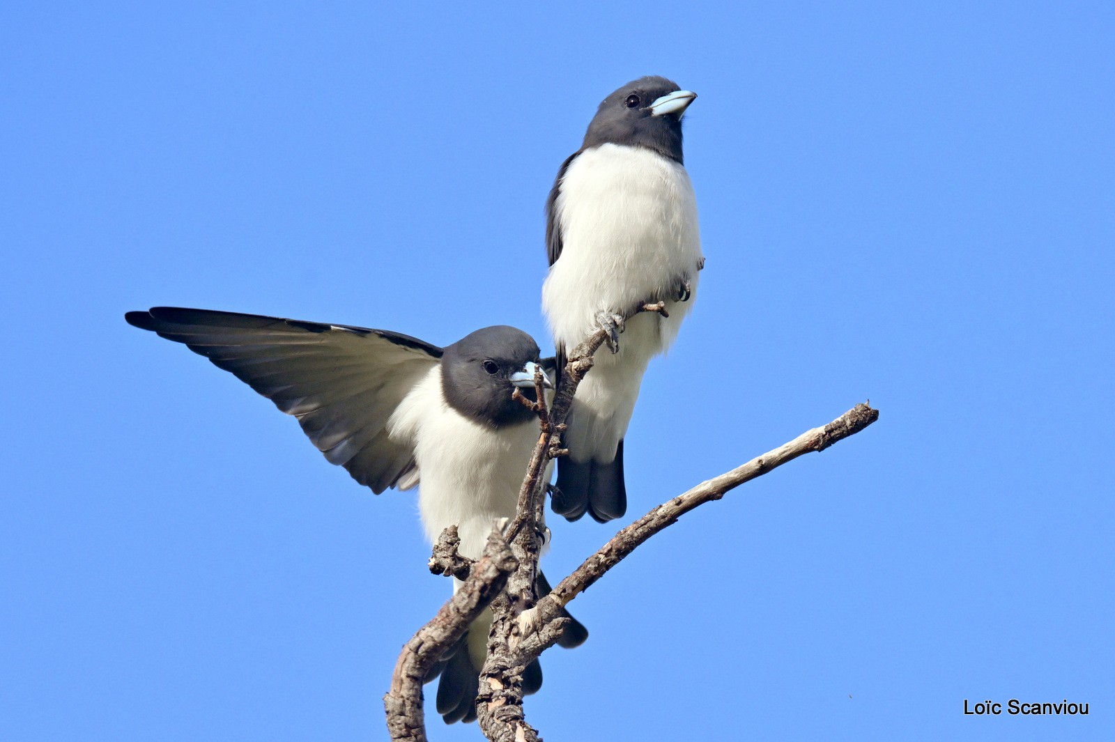 Hirondelle busière/White-breasted Swallow (1)