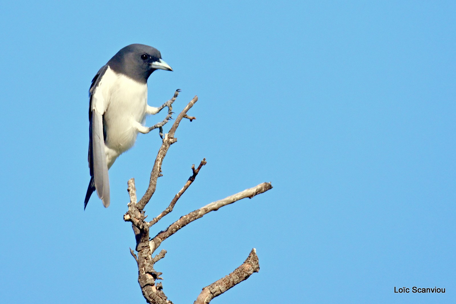 Hirondelle busière/White-breasted Swallow (2)