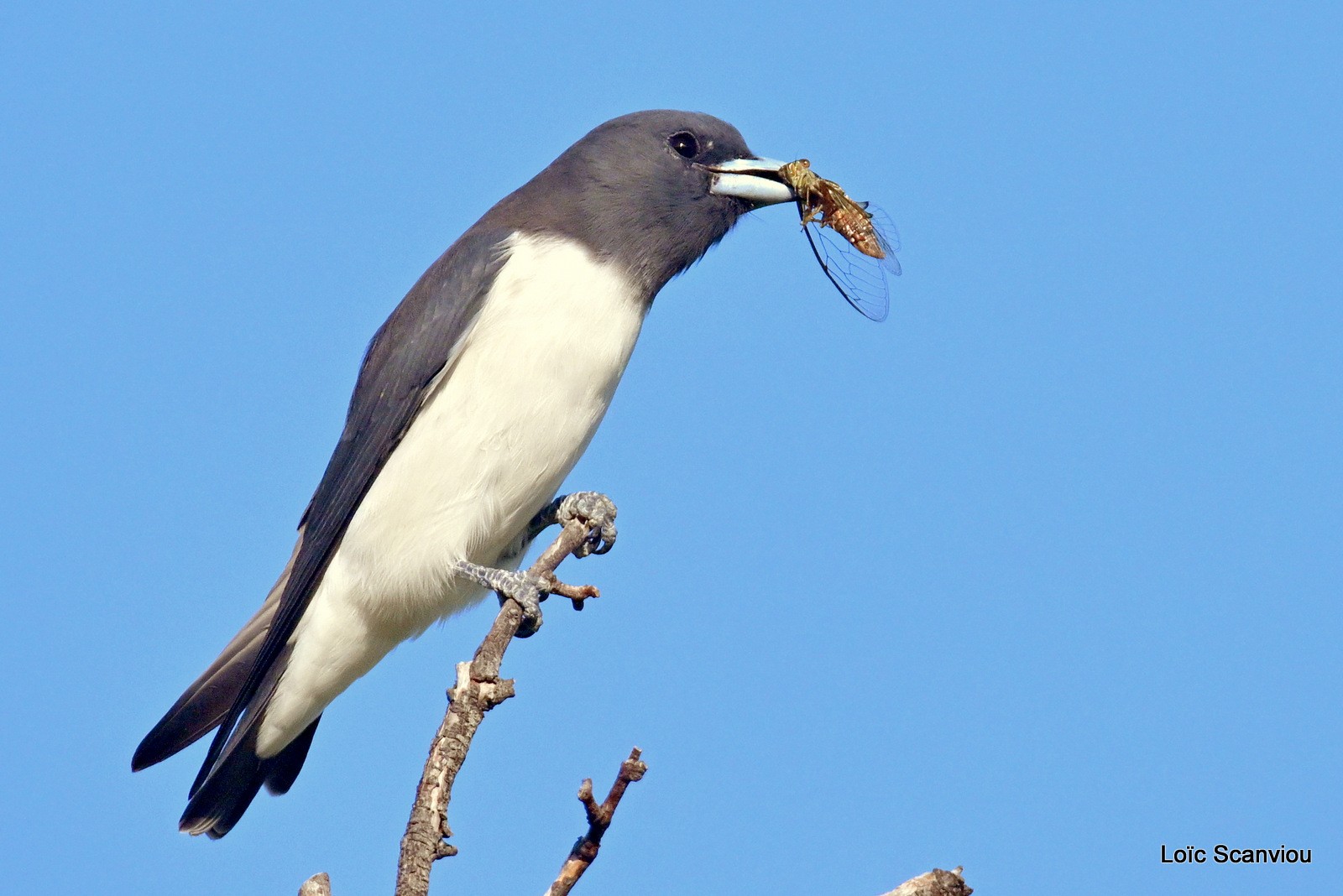 Hirondelle busière/White-breasted Swallow (3)