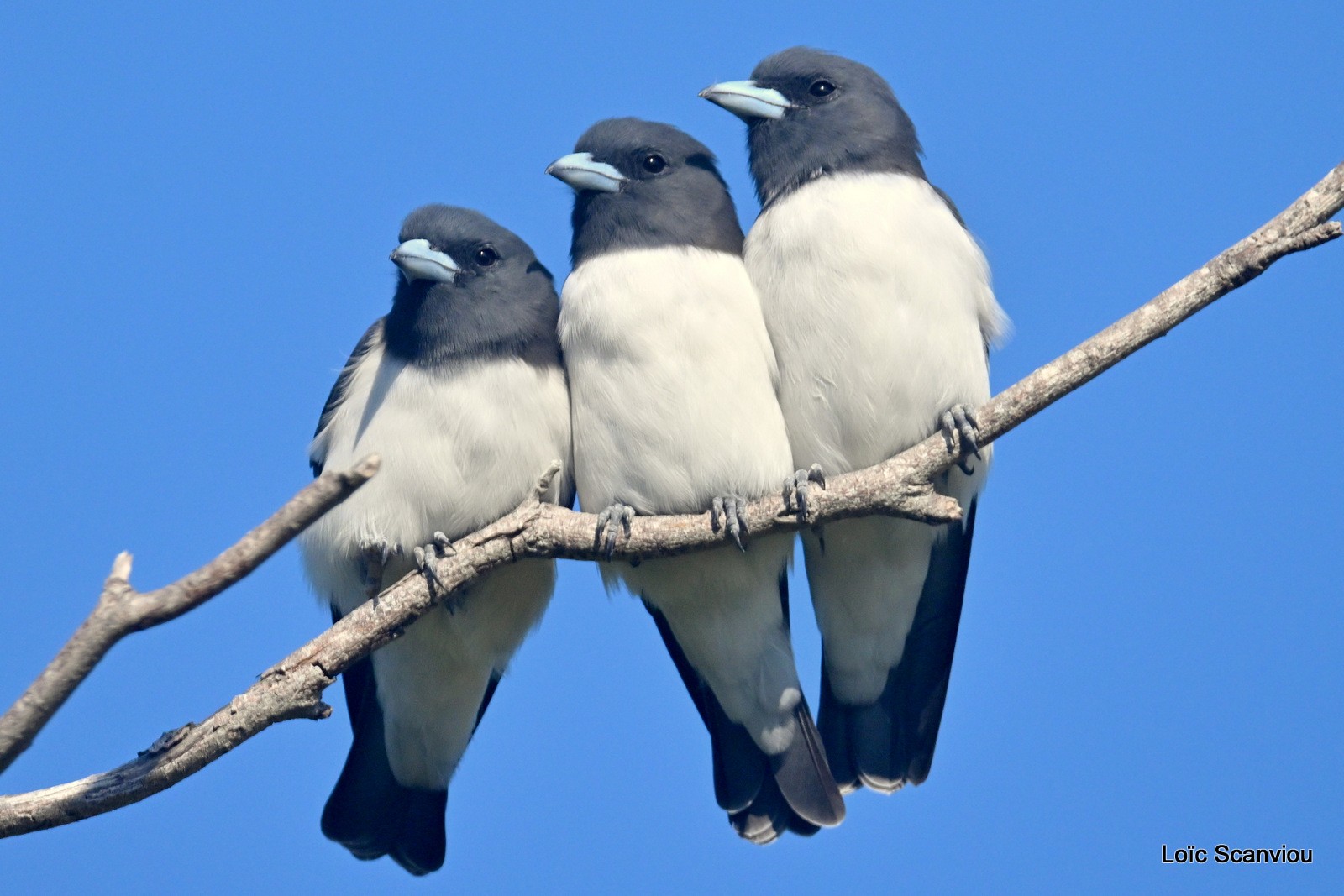 Hirondelle busière/White-breasted Swallow (4)