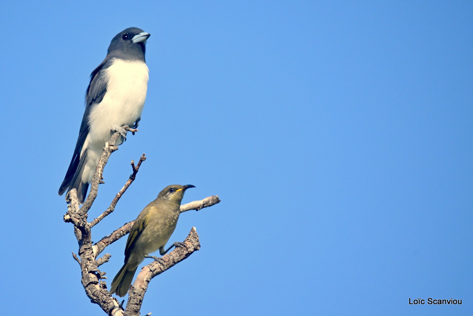 Hirondelle busière et méliphage/White-breasted Swallow and Dark brown Honeyeater