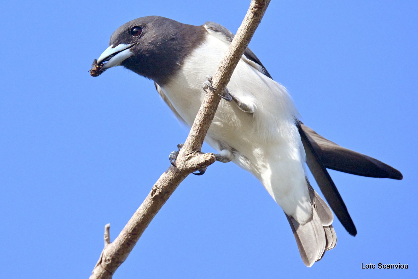 Hirondelle busière/White-breasted Swallow (5)