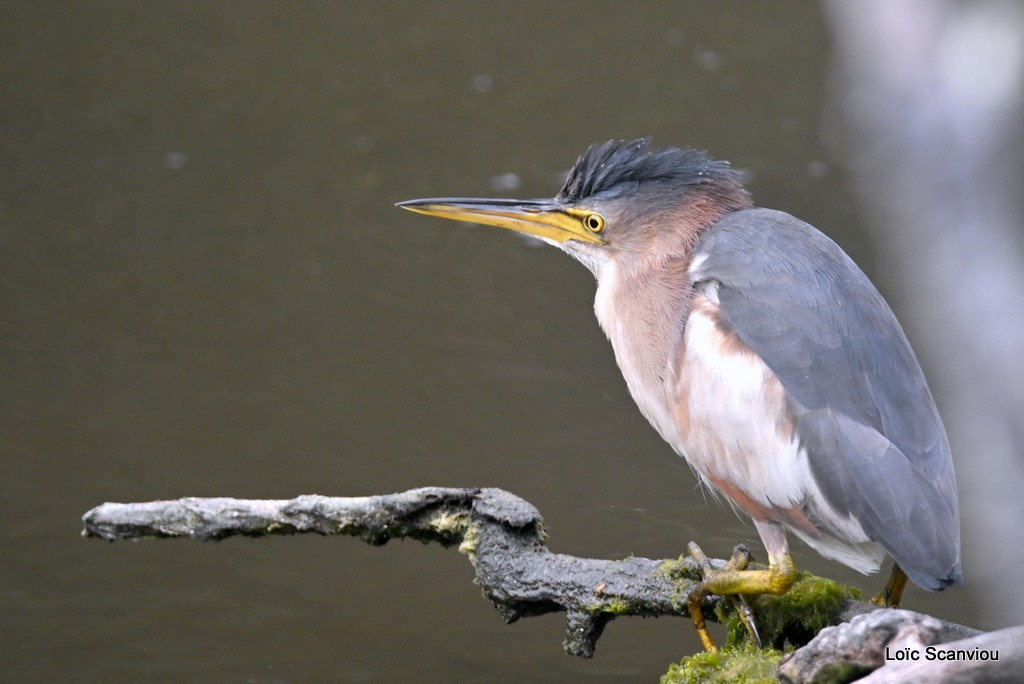 Blongios nain/Little Bittern (5)