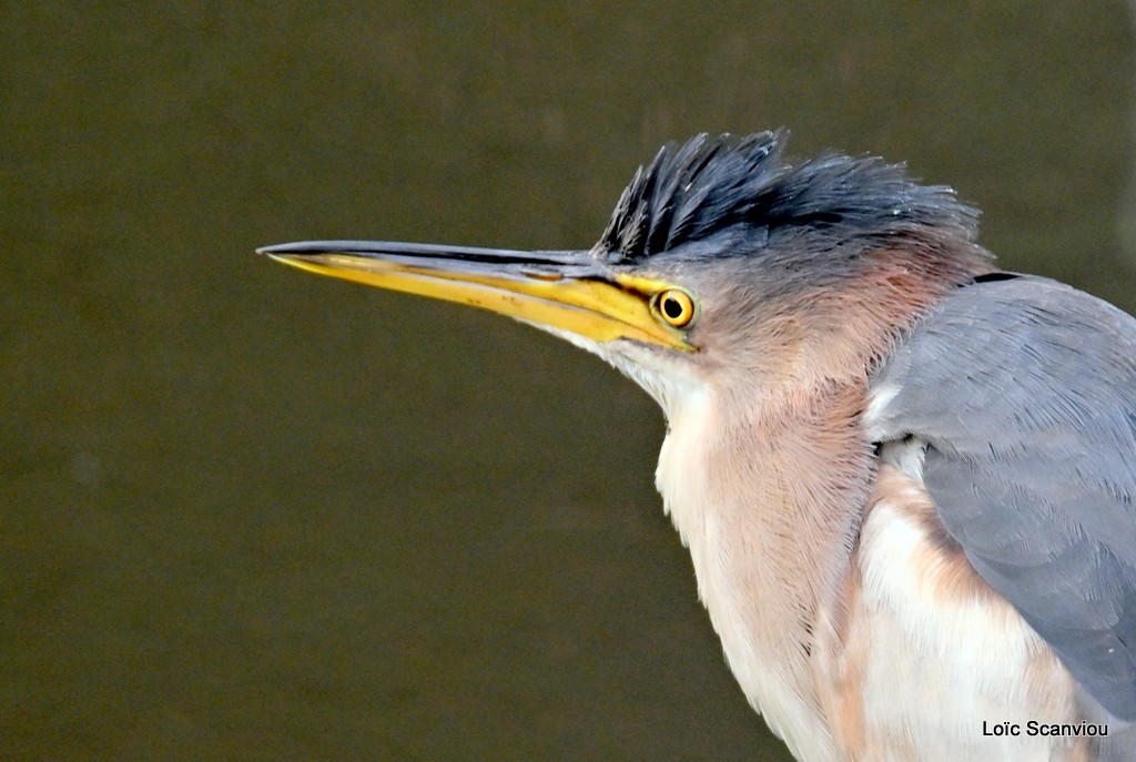 Blongios nain/Little Bittern (6)