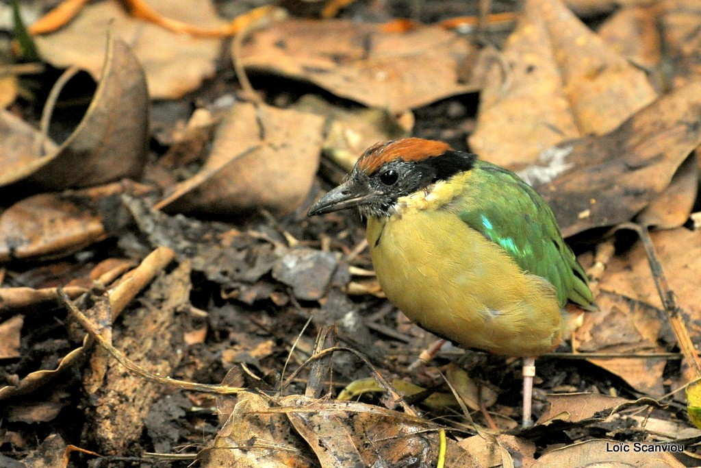 Brève versicolore/Noisy Pitta (1)