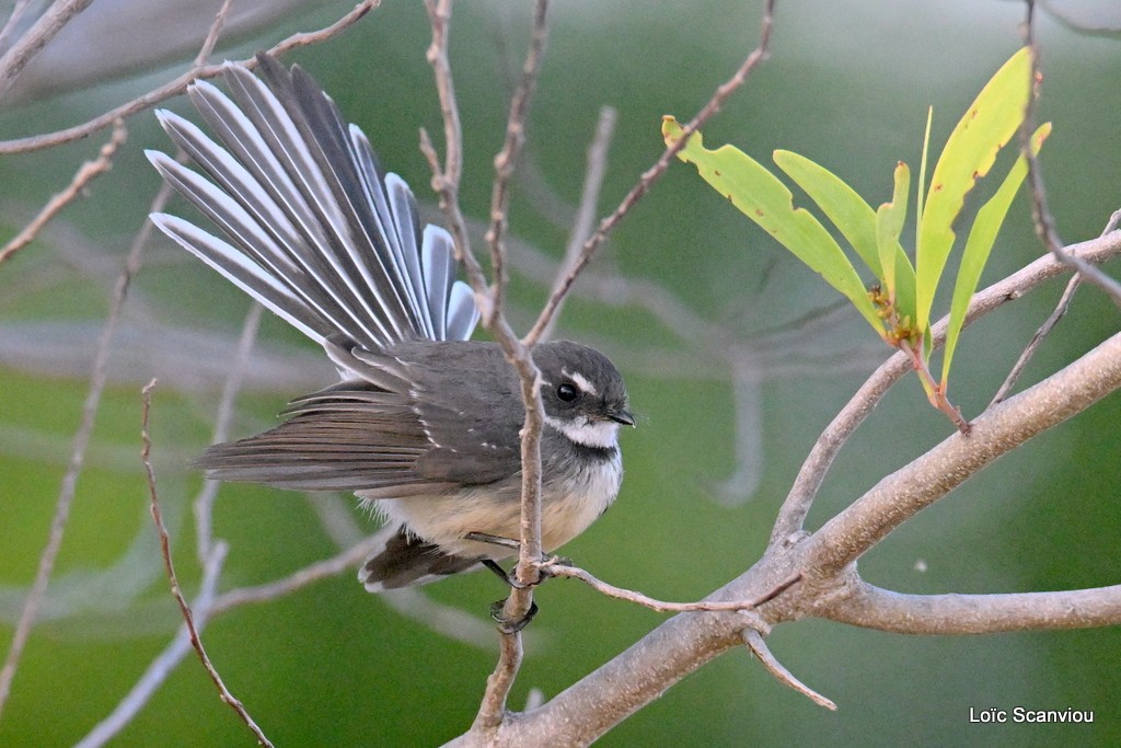 Rhipidure gris/Grey Fantail