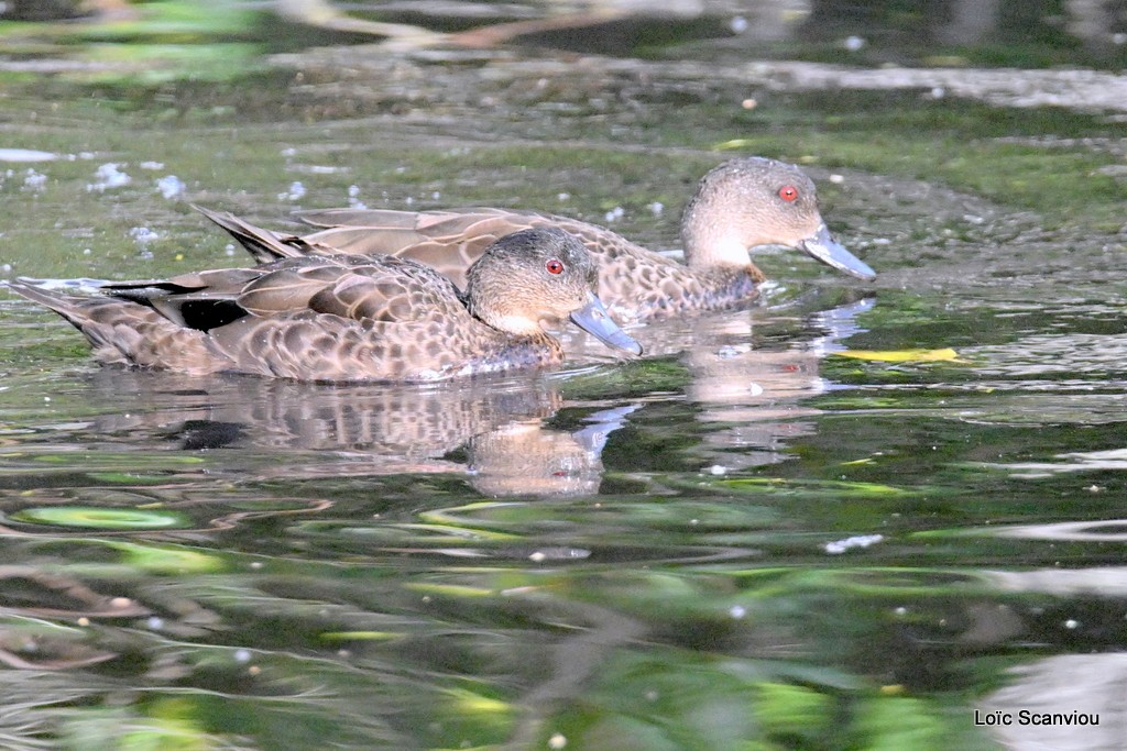 Sarcelle australasienne/Grey Teal (1)